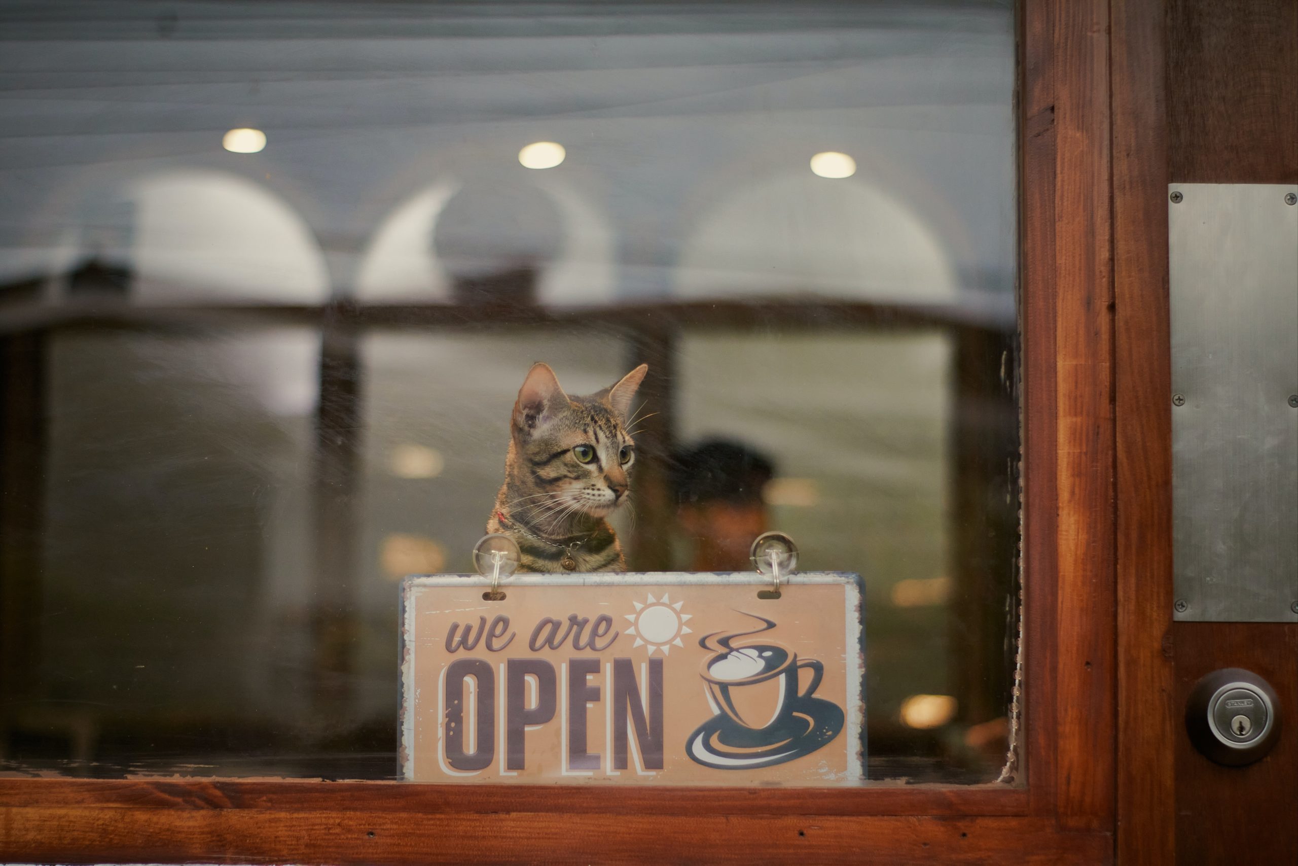 Business loans can help entrepreneurs expand and make more money. Small cat sits in a cafe window behind a sign reading we are open.